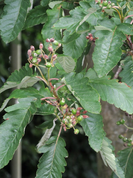 German service tree / Sorbus × thuringiaca: The leaves of _Sorbus_ × _thuringiaca_ vary from pinnate near the base, to pinnately lobed, and finally unlobed at the tip.