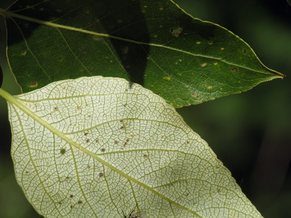 western balsam-poplar / Populus trichocarpa