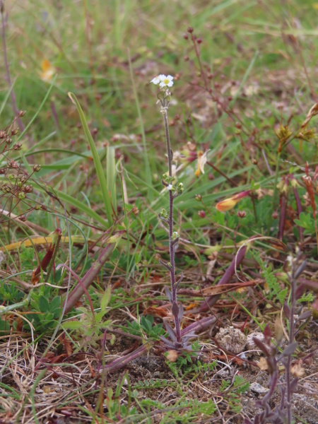 hoary whitlow-grass / Draba incana: _Draba incana_ typically grows in base-rich uplands, from Shetland to the Peak District, Snowdonia and MacGillycuddy’s Reeks, as well as in coastal dunes in northern Ireland, and northern and western Scotland.