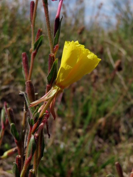 fragrant evening primrose / Oenothera stricta: The flowers of _Oenothera stricta_ have none of the hairs with swollen red bases that are seen in some other _Oenothera_ species.