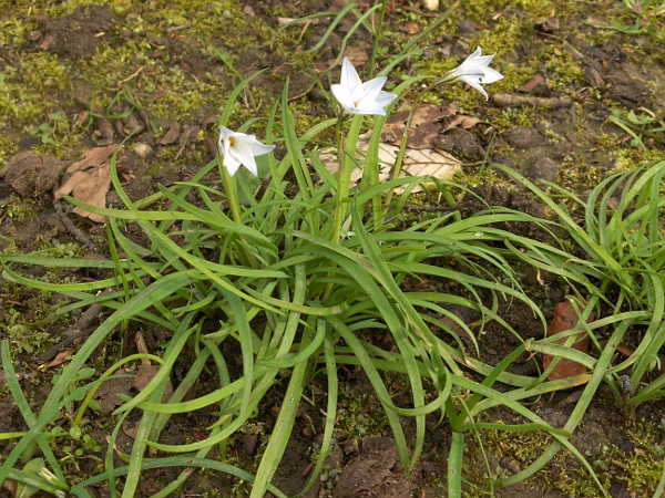 spring starflower / Tristagma uniflorum: _Tristagma uniflorum_ is a garden plant of South American origin with solitary pale-blue flowers; it escapes fairly readily, especially in warm, sandy areas.