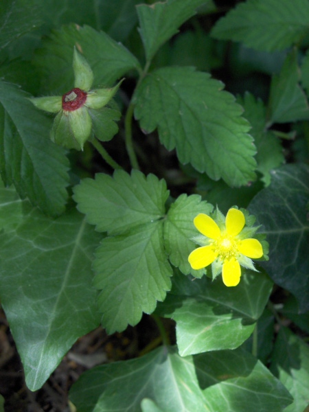 yellow-flowered strawberry / Potentilla indica