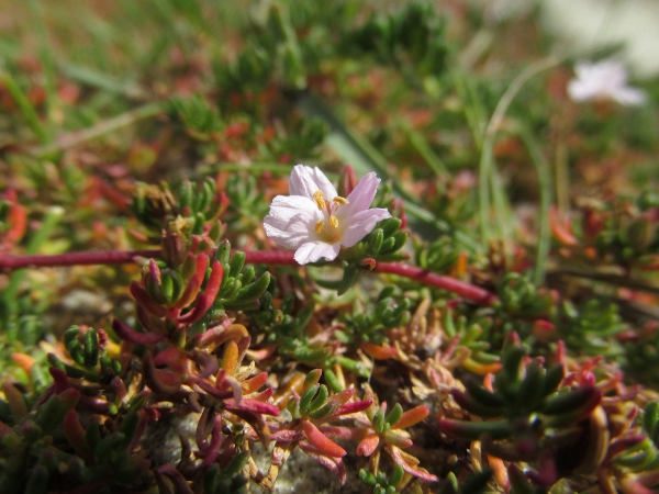 sea heath / Frankenia laevis: _Frankenia laevis_ is a our only member of the family Frankeniaceae; it has simple opposite leaves and flowers with 6 stamens but 5 petals and sepals.