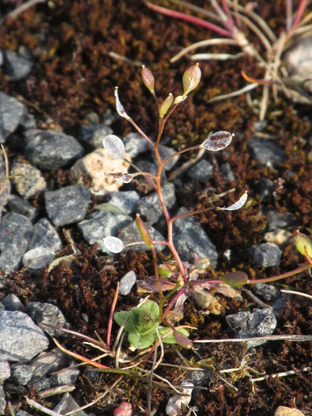 common whitlow-grass / Erophila verna: In fruit
