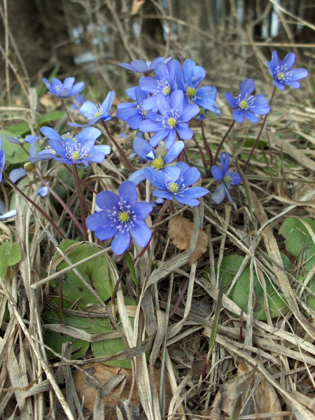 liverleaf / Hepatica nobilis: _Hepatica nobilis_ is common in the mountains of Central Europe and the lowlands around the Baltic Sea, but only occurs as a rare escapee from cultivation in the British Isles.