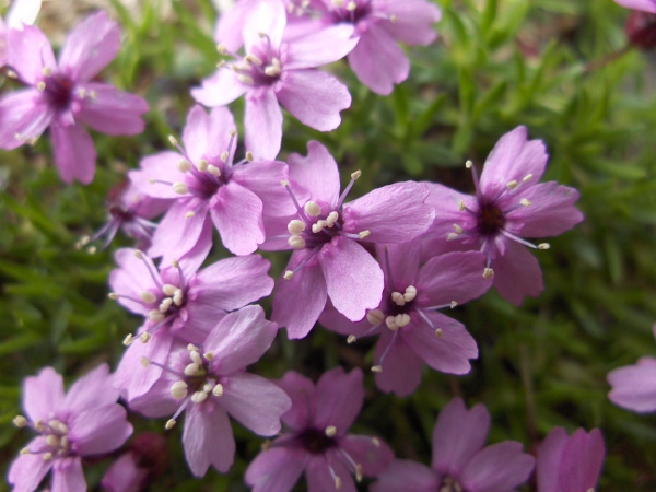 moss campion / Silene acaulis: With its notched pink petals and cushion of linear leaves, _Silene acaulis_ is unmistakeable.
