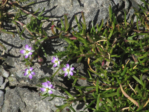 greater sea-spurrey / Spergularia media: _Spergularia media_ grows on salt marshes and beaches; it has large flowers (>8 mm diameter) and its stems are glabrous below the inflorescence and not woody.