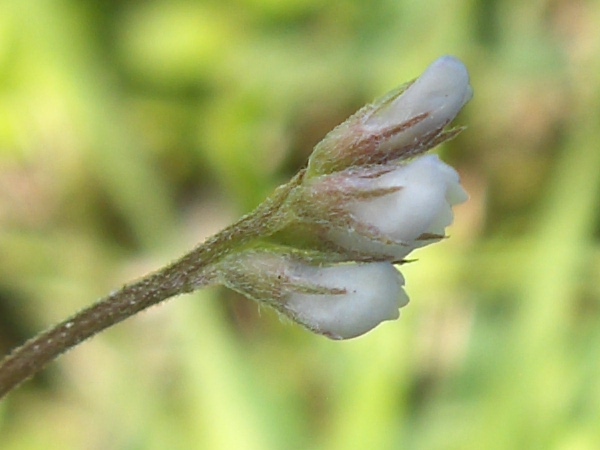 hairy tare / Ervilia hirsuta: The calyx of _Ervilia hirsuta_ has 5 roughly equal narrow lobes.