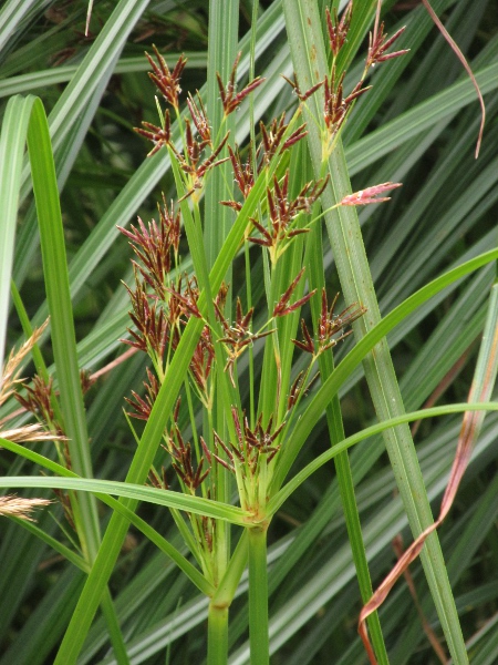 galingale / Cyperus longus: The inflorescence of _Cyperus longus_ is more diffuse than that of _Cyperus eragrostis_, with rich brown spikelets.