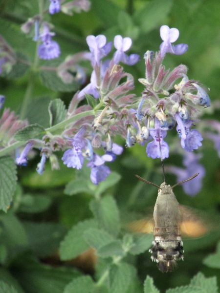 garden catmint / Nepeta × faassenii