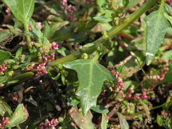 red goosefoot / Oxybasis rubra: The leaves of _Chenopodium rubrum_ are strongly toothed or lobed.