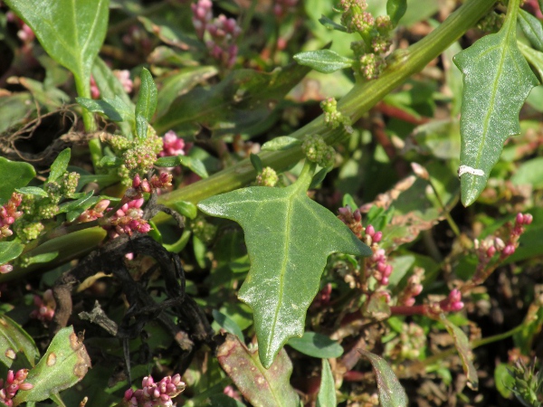 red goosefoot / Oxybasis rubra