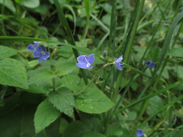 germander speedwell / Veronica chamaedrys: _Veronica chamaedrys_ grows throughout the British Isles, although it is rare in the Western Isles, Orkney and Shetland.
