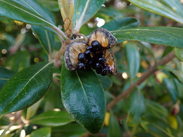 karo / Pittosporum crassifolium: The fleshy fruit of _Pittosporum crassifolium_ splits open (usually into 3 valves) on the tree, releasing the black seeds.