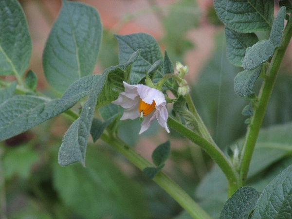 potato / Solanum tuberosum: Potatoes, the starchy tubers of _Solanum tuberosum_, allow the plant to survive in the wild where agricultural waste is dumped.