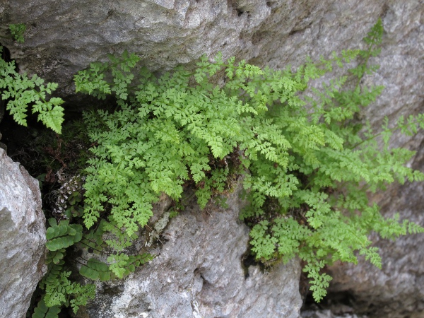 Alpine bladder-fern / Cystopteris alpina: _Cystopteris alpina_ has narrow leaf-segments; it is probably extinct in the British Isles.