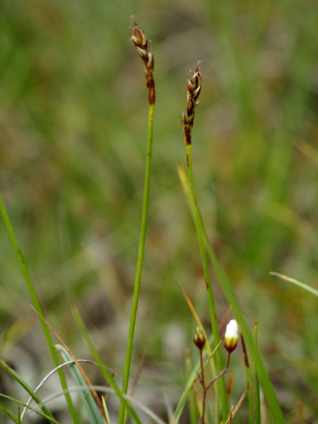 false sedge / Carex simpliciuscula: _Carex simpliciuscula_ can be abundant in wet flushes on calcareous mountains in central Scotland and Teesdale; it differs from our other _Carex_ species in that the nut is exposed within an incompletely fused glume.