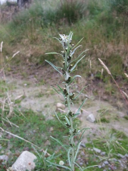 heath cudweed / Omalotheca sylvatica: _Omalotheca sylvatica_ grows in sandy soils or acid heaths and along forest rides, throughout the British Isles but most frequently in the Scottish Highlands.