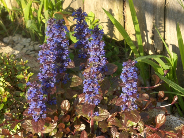 bugle / Ajuga reptans: In contrast to _Ajuga pyramidalis_, the stems of _Ajuga reptans_ are hairy on only 2 of the 4 faces.