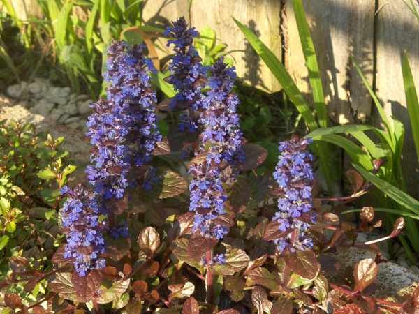 bugle / Ajuga reptans