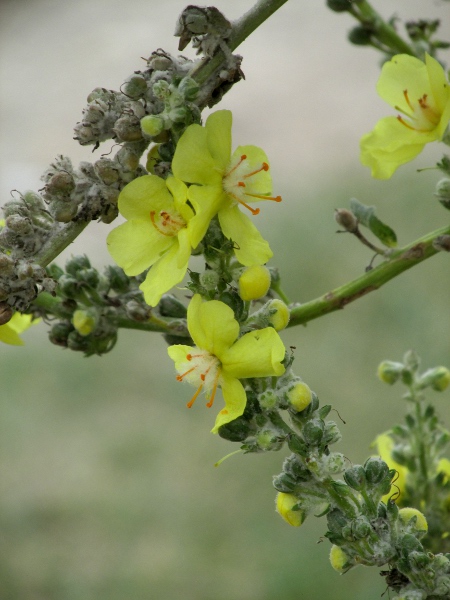 hoary mullein / Verbascum pulverulentum: All the anthers are kidney-shaped and attached sidelong, and the leaves become less hairy with age.