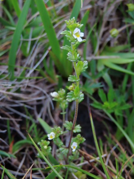 Scottish eyebright / Euphrasia scottica: _Euphrasia scottica_ is a small-flowered eyebright of upland regions.