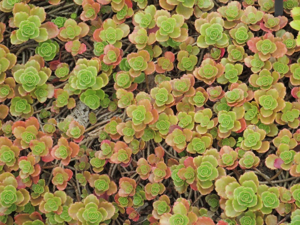 Caucasian stonecrop / Phedimus spurius: _Phedimus spurius_ is native to the Caucasus, but is widely grown in the British Isles.