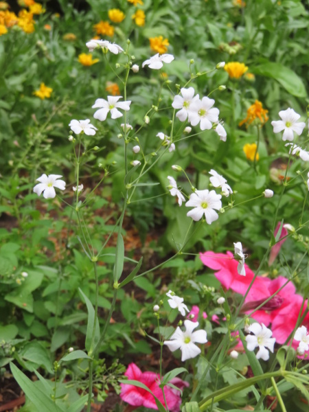 annual baby’s-breath / Gypsophila elegans: _Gypsophila elegans_ is a garden plant native to the Caucasus.