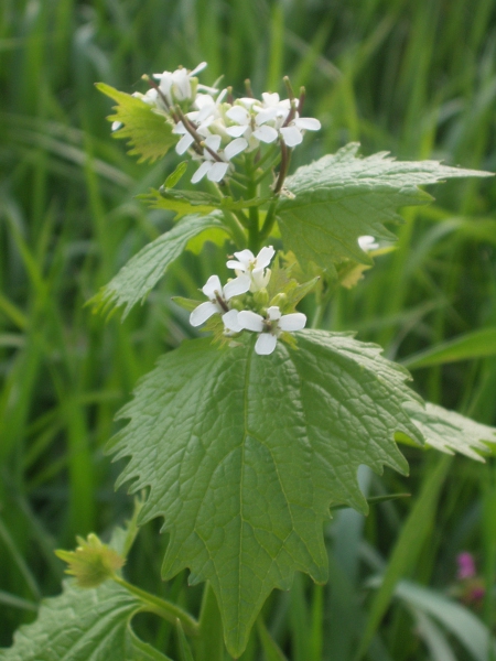 garlic mustard / Alliaria petiolata: The leaves of _Alliaria petiolata_ give a garlicky flavour; the linear seed-pods taste of mustard.