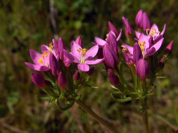 common centaury / Centaurium erythraea: Subtle differences in the flowers and leaves separate _Centaurium erythraea_ from related species such as _Centaurium littorale_.