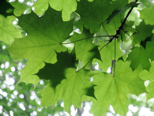 Norway maple / Acer platanoides