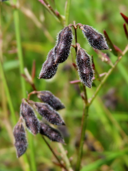 hairy tare / Ervilia hirsuta: The fruit of _Ervilia sylvatica_ is a hairy pod that usually contains 2 seeds.