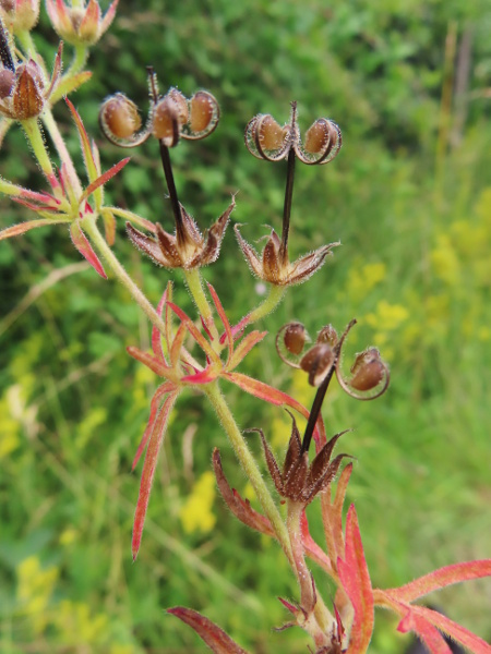 cut-leaved cranesbill / Geranium dissectum: The fruits open from the base, leaving the five valves curled up towards the tip.
