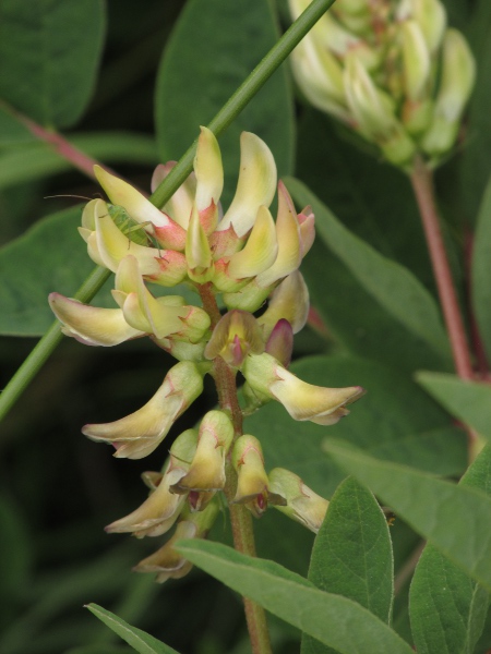 wild liquorice / Astragalus glycyphyllos