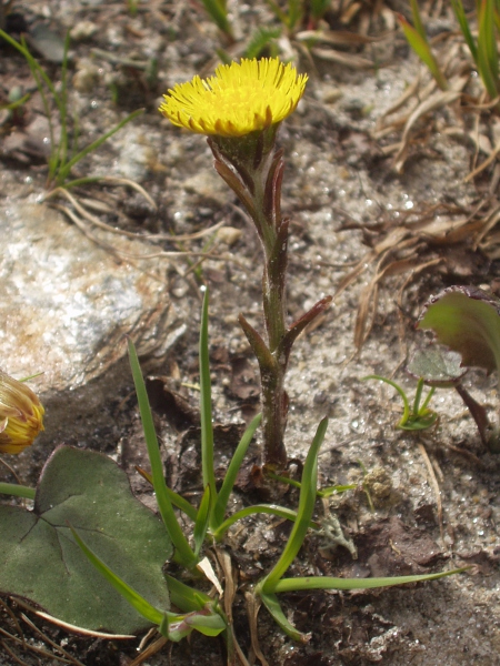 coltsfoot / Tussilago farfara: The flowering stems of _Tussilago farfara_ are often quite separate from the leaves, in both space and time.