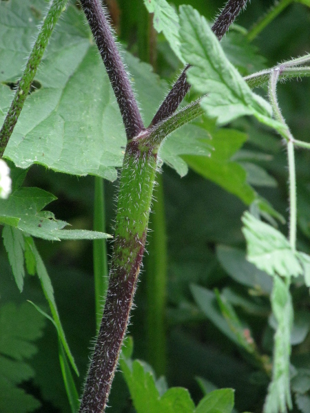 rough chervil / Chaerophyllum temulum: The stems of _Chaerophyllum temulum_ are stiffly hairy, swollen below the nodes and purple-blotched.