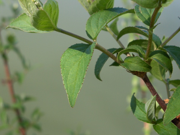 deutzia / Deutzia scabra: The leaf edges are armed with small teeth or spines.