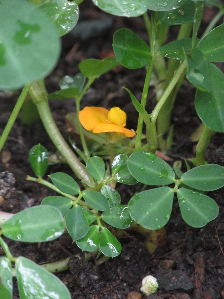 ground-nut / Arachis hypogaea: _Arachis hypogaea_ has leaves with 2 pairs of leaflets, and buries its flowers in the soil, where its fruits – peanuts – develop.