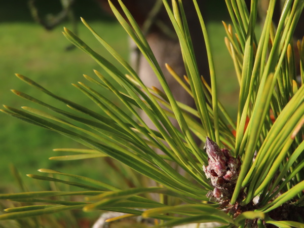 lodgepole pine / Pinus contorta: The leaves of _Pinus contorta_ are relatively short, paired, and usually distinctively twisted.