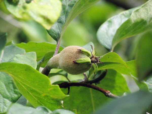 quince / Cydonia oblonga: The fruit of _Cydonia oblonga_ are initially densely hairy, but most of the hairs rub off as the fruit matures.