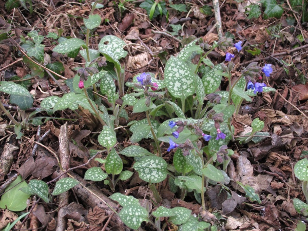 lungwort / Pulmonaria officinalis: _Pulmonaria officinalis_ is a popular garden plant that can be recognised by its white-spotted leaves and colour-changing flowers.