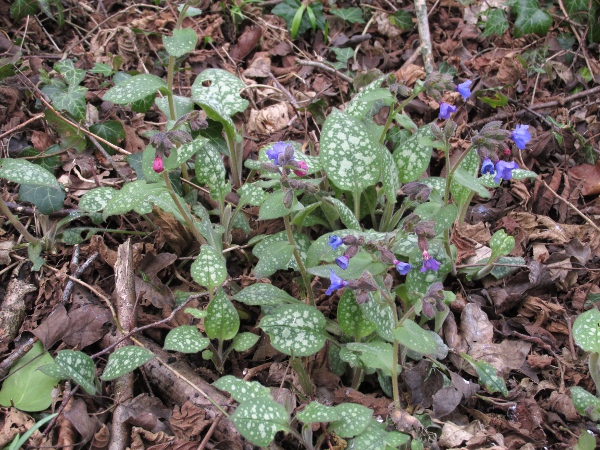 lungwort / Pulmonaria officinalis