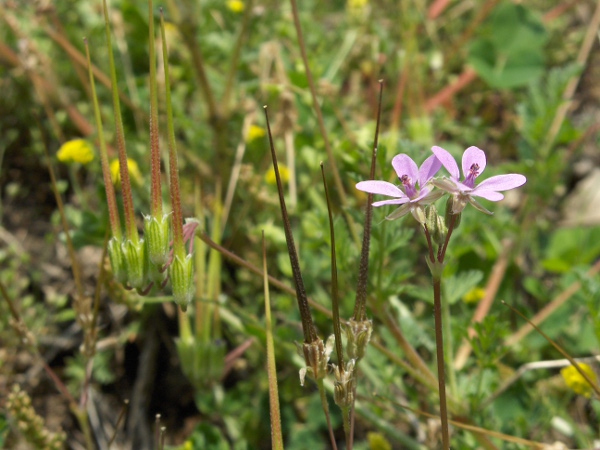 common storksbill / Erodium cicutarium: The fruits of storksbills are initially long and straight, often held on reflexed pedicels.