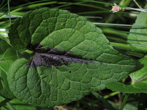 spiked rampion / Phyteuma spicatum