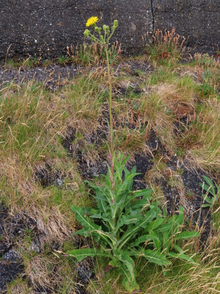 perennial sow-thistle / Sonchus arvensis