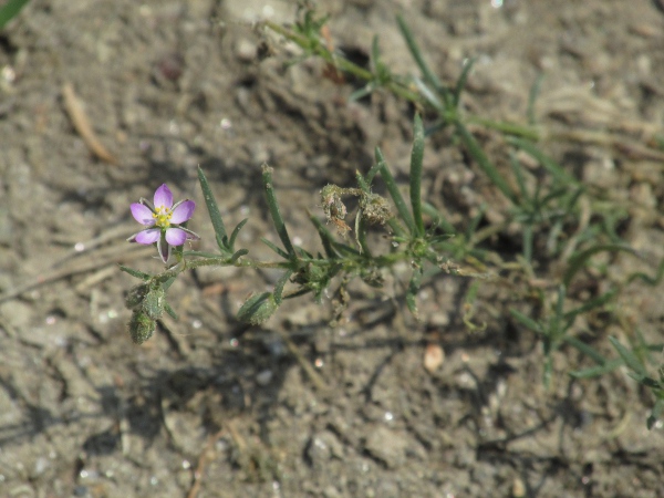 sand spurrey / Spergularia rubra: The spine-like point on the end of the leaf separates _Spergularia rubra_ from our other species in the same genus.