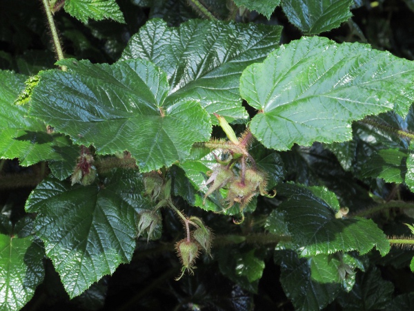 Chinese bramble / Rubus tricolor: _Rubus tricolor_ is a bramble native to Sichuan and Yunnan provinces in China, with simple leaves and a dense covering of reddish bristles.