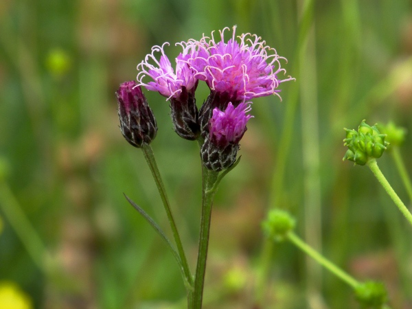 sawwort / Serratula tinctoria: The phyllaries of _Serratula tinctoria_ are simple, with a narrow whitish margin.