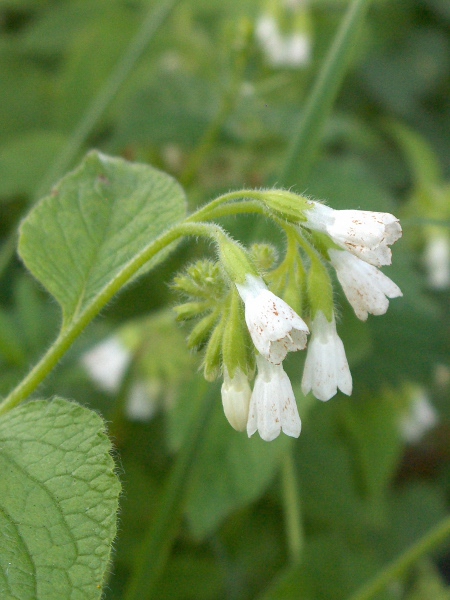 white comfrey / Symphytum orientale: The flowers of _Symphytum orientale_ are pale cream in colour, with a calyx divided 25%–40% to the base.