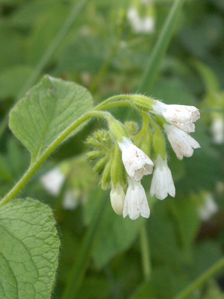 white comfrey / Symphytum orientale